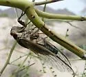 Citrus Cicada - photo 5