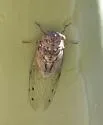 Diceroprocta arizona