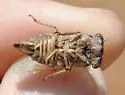 Diceroprocta arizona - photo 2