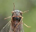 Diceroprocta arizona - photo 3
