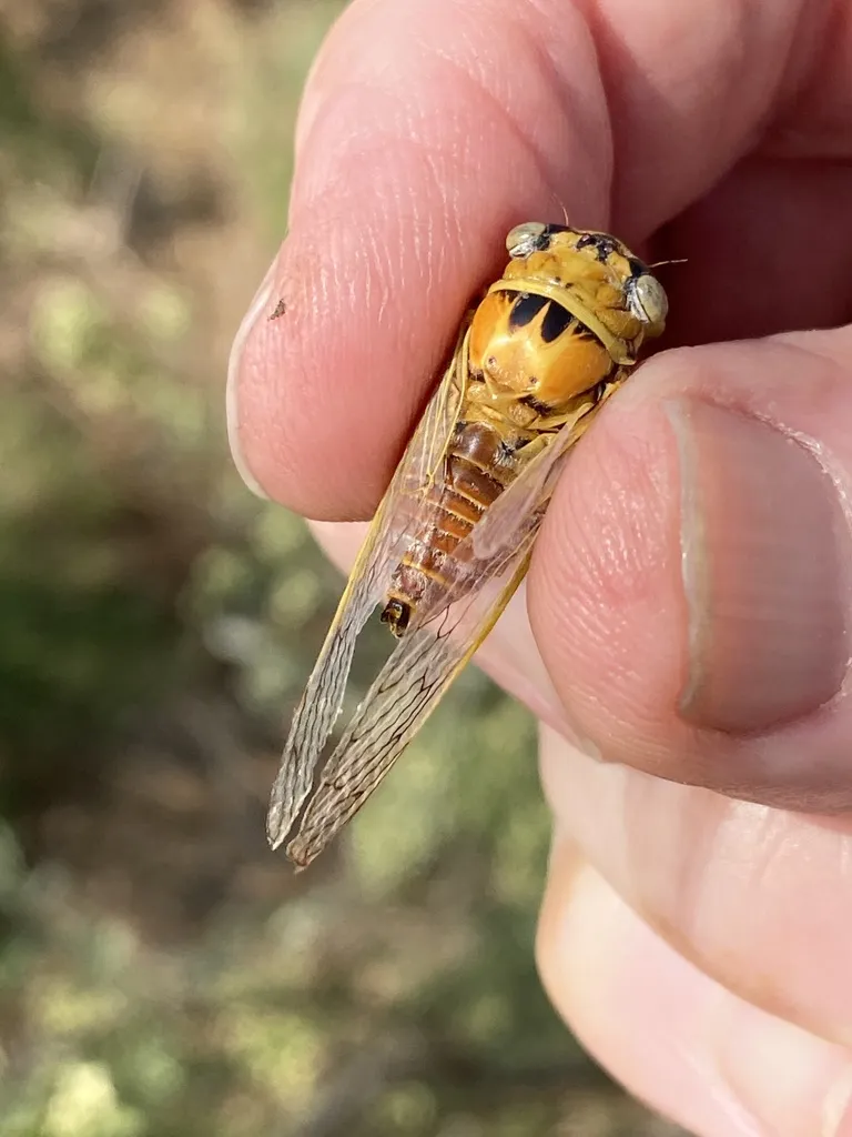 Diceroprocta aurantiaca - photo 2