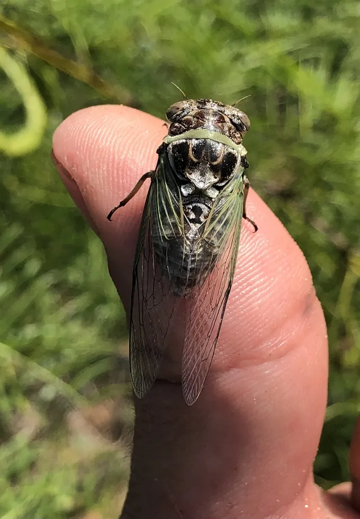 Diceroprocta averyi - photo 2