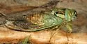 Diceroprocta azteca