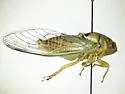 Diceroprocta azteca - photo 2