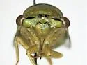 Diceroprocta azteca - photo 3