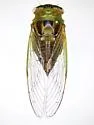 Diceroprocta azteca - photo 4