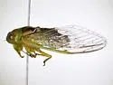 Diceroprocta azteca - photo 5