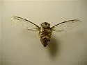 The Florida Keys' Scrub Cicada