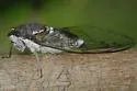 The Florida Keys' Scrub Cicada - photo 2
