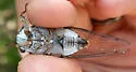 The Florida Keys' Scrub Cicada - photo 3