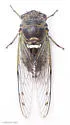 The Florida Keys' Scrub Cicada - photo 4