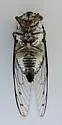 The Florida Keys' Scrub Cicada - photo 5