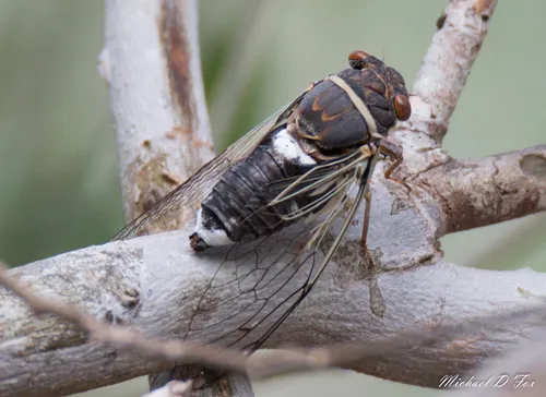 Diceroprocta cinctifera