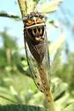 Diceroprocta delicata - photo 2