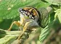 Diceroprocta delicata - photo 3