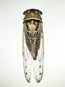 Diceroprocta delicata - photo 4
