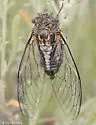 Diceroprocta eugraphica