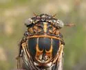 Diceroprocta eugraphica - photo 2