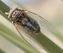 Diceroprocta eugraphica - photo 4