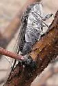 Diceroprocta knighti - photo 4