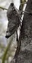 Diceroprocta knighti - photo 5