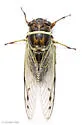 Diceroprocta marevagans