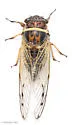 Diceroprocta marevagans - photo 4