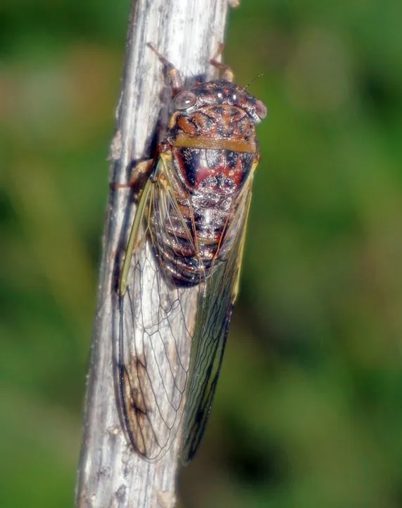 Olympic Scrub Cicada - photo 2