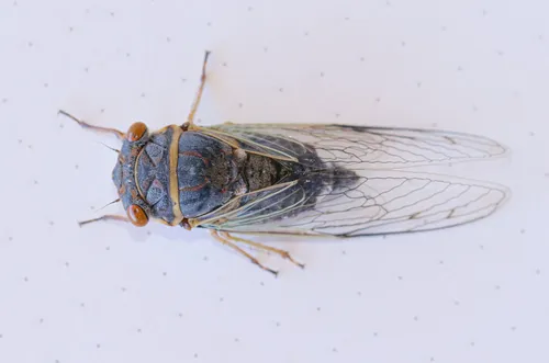 Diceroprocta semicincta