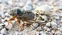 Diceroprocta swalei - photo 2