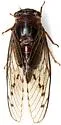 Diceroprocta swalei - photo 3