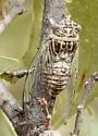 Diceroprocta texana - photo 4