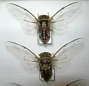Salt Marsh Cicada