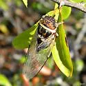 Salt Marsh Cicada - photo 2