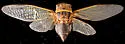 Salt Marsh Cicada - photo 3