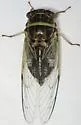 Salt Marsh Cicada - photo 4