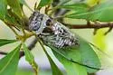 Salt Marsh Cicada - photo 5