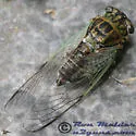 Green Winged Cicada - photo 2