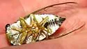 Green Winged Cicada - photo 3