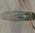 Green Winged Cicada - photo 4