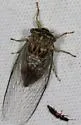 Green Winged Cicada - photo 5