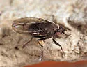 Dichaeta caudata