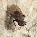 Dichaeta caudata - photo 2