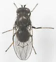 Dichaeta transversa - Dichaeta transversa
