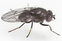 Dichaeta transversa - photo 2