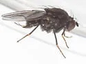 Dichaeta transversa - photo 3