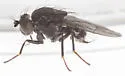 Dichaeta transversa - photo 4