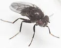 Dichaeta transversa - photo 5