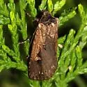 Dichagyris acclivis - Hodges#10870
