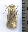 Dichagyris acclivis - Hodges#10870 - photo 2